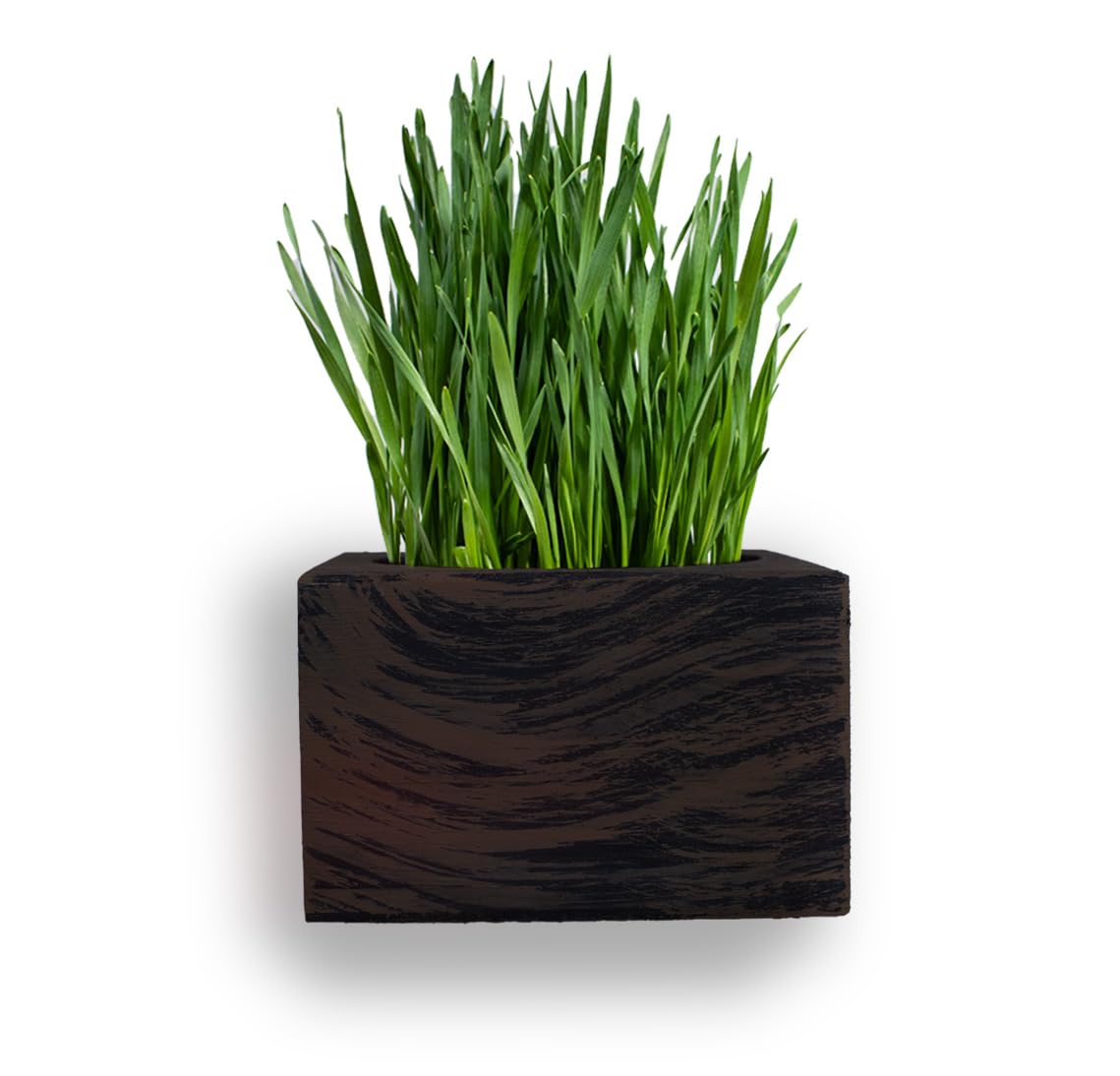 Organic Cat Grass Kit with Interactive Fish Toy V4266