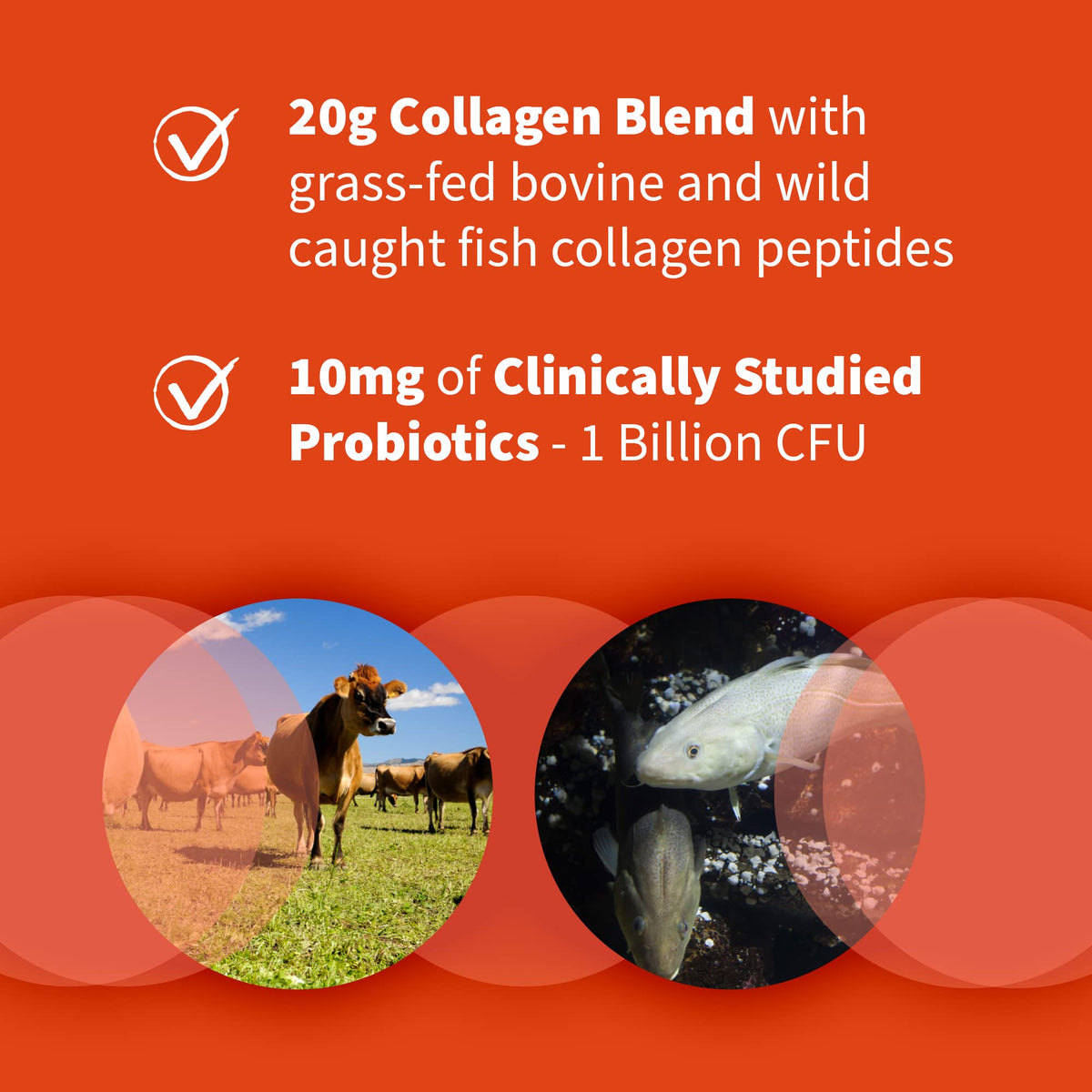 Marine & Grass-Fed Collagen Peptides Powder with Probiotics & BCAAs Unflavored C66063
