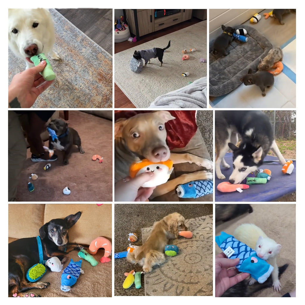 10 PC Squeaky Plush Dog Toys with Bag U880