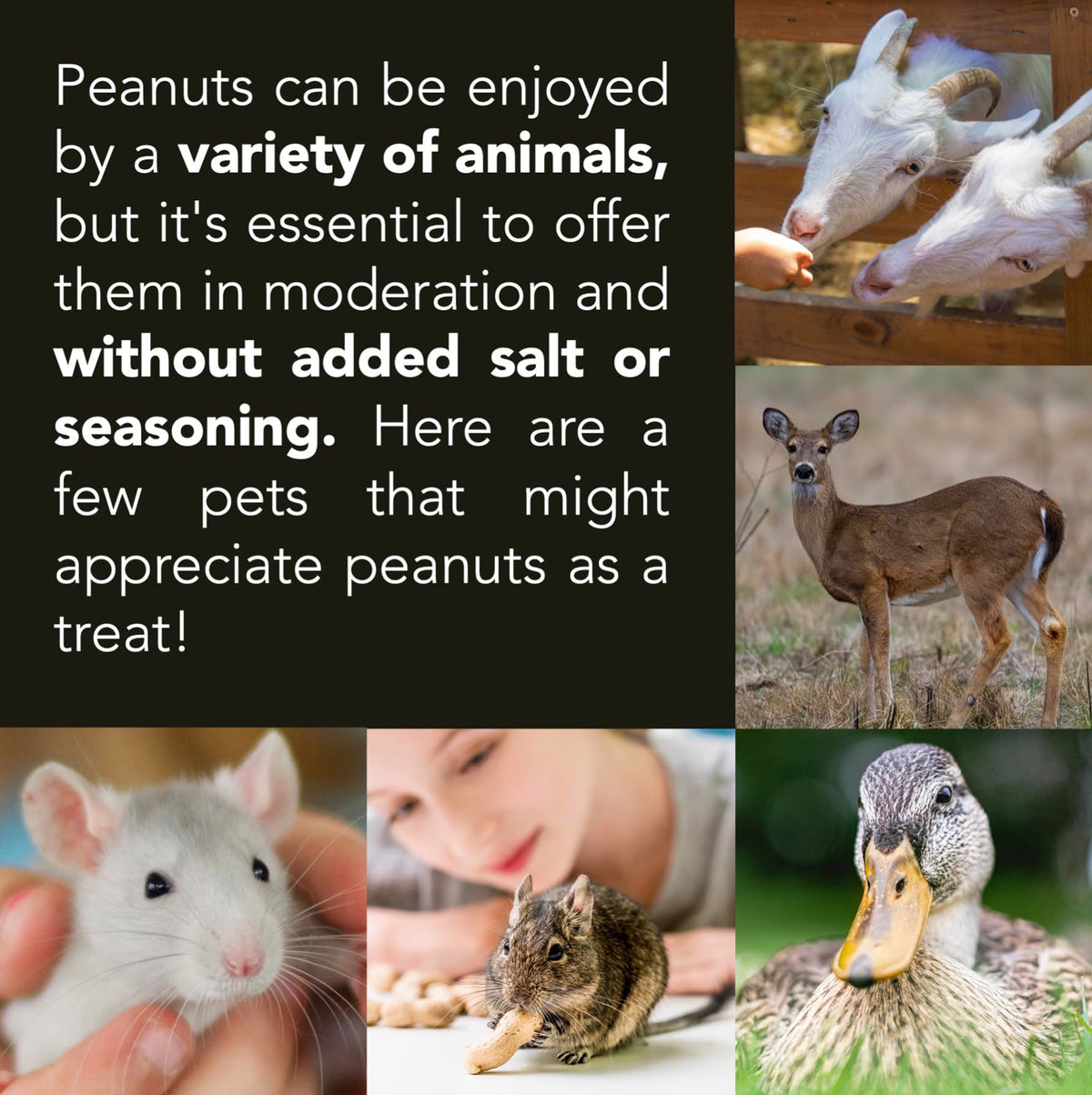 Raw Peanuts 25 LBS Q7538