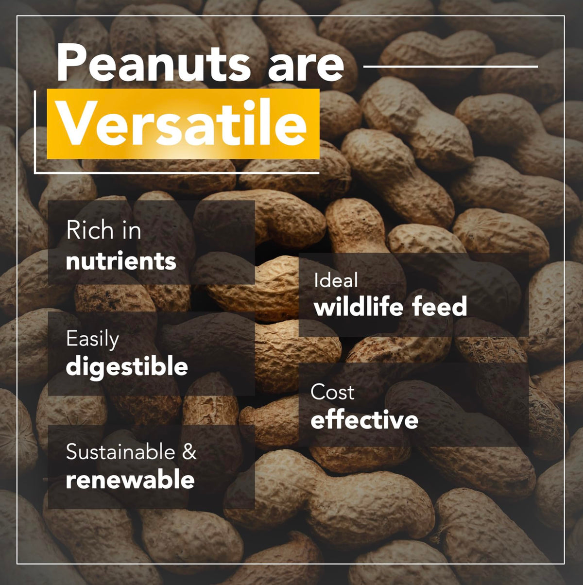 Raw Peanuts 25 LBS Q7538