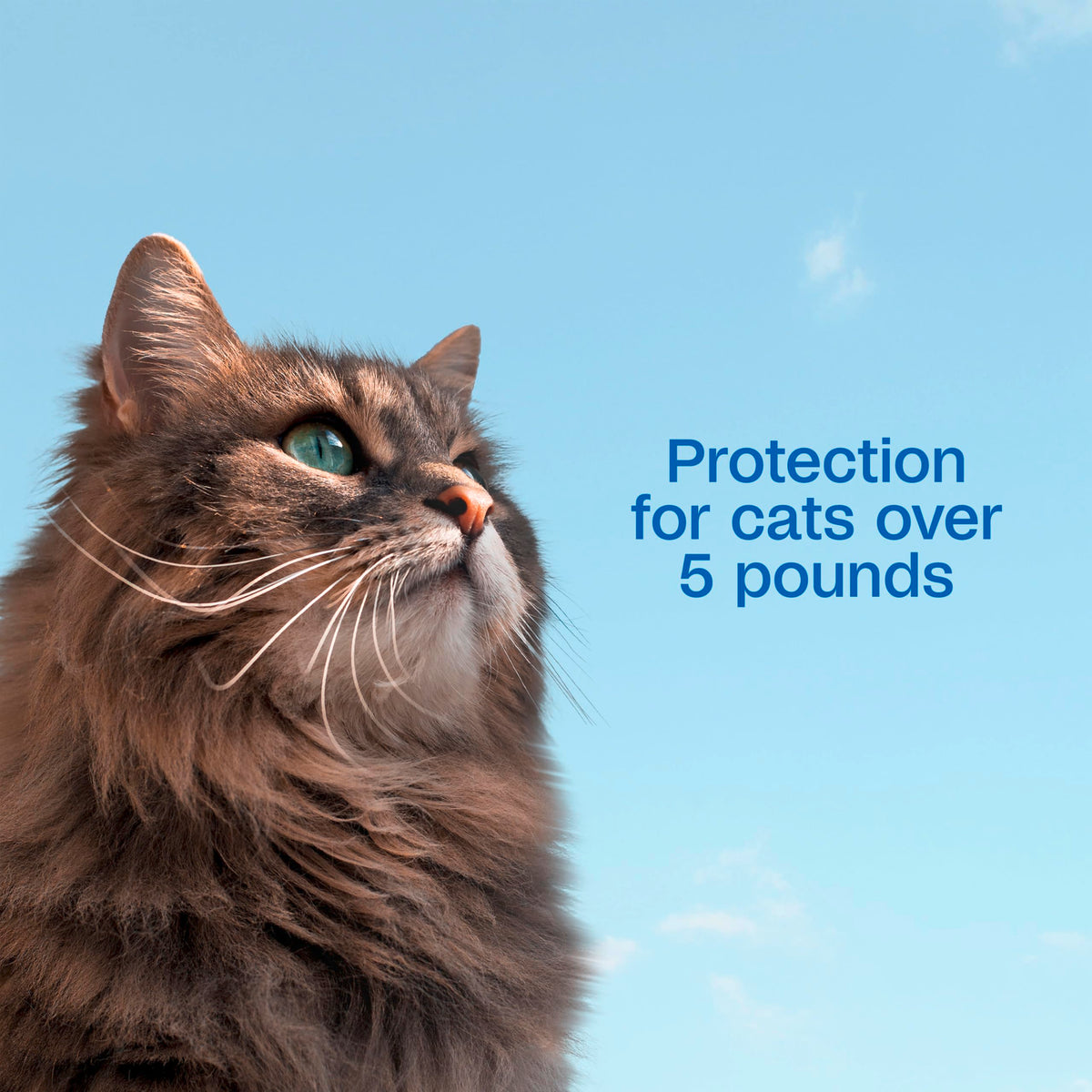 Flea and Tick Prevention Spot On for Cats 3 Pack K227787